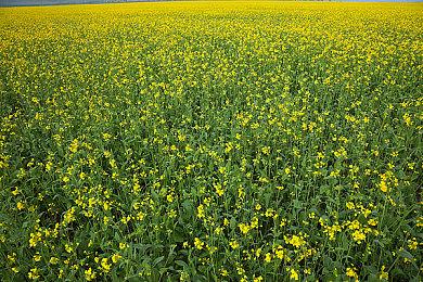 《龙腾世纪》新作暂无DLC 生软全力开发新质量效应